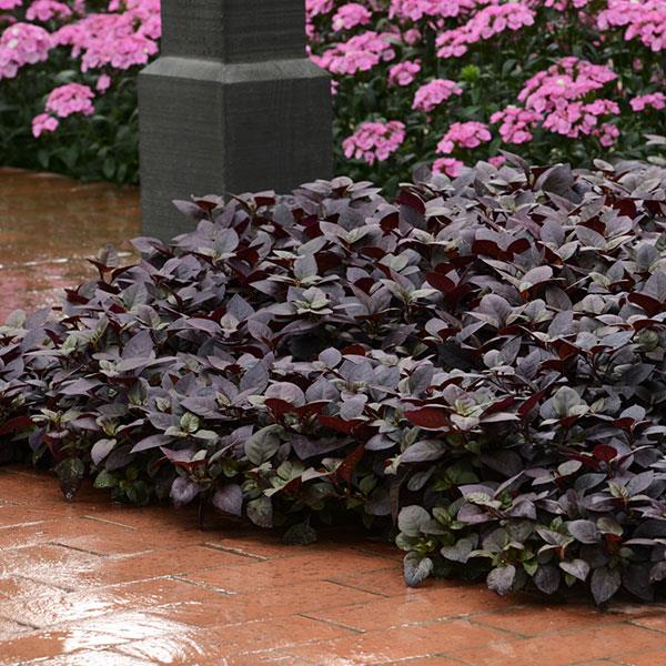 Alternanthera Other Purple Prince - Commercial Landscape 4