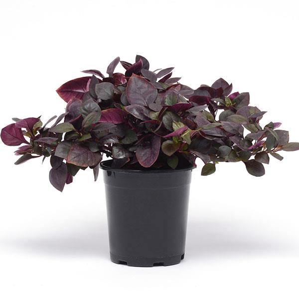 Alternanthera Other Purple Prince - Container