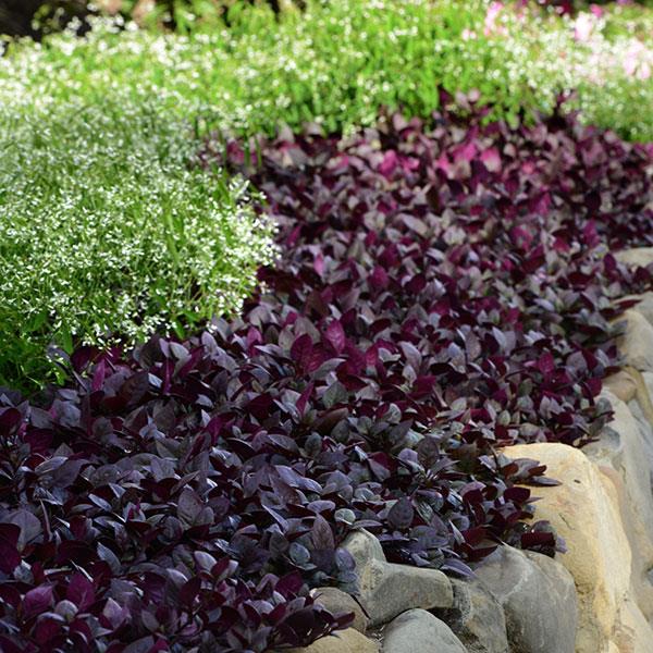 Alternanthera Other Purple Prince