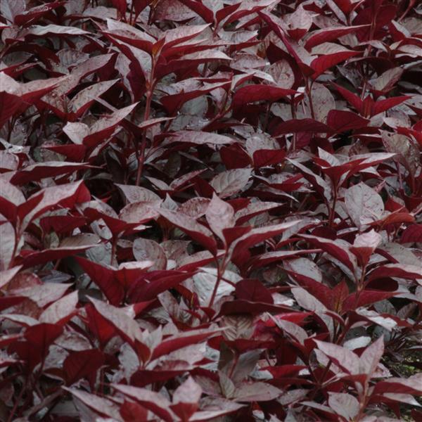 Alternanthera Purple Knight - Bloom