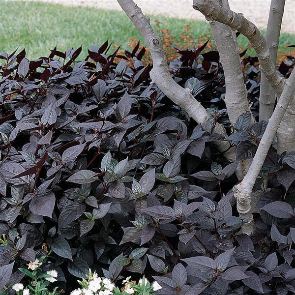 Alternanthera Other Purple Knight - Commercial Landscape 2