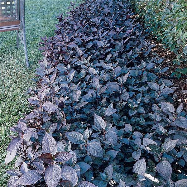 Alternanthera Other Purple Knight - Commercial Landscape 4