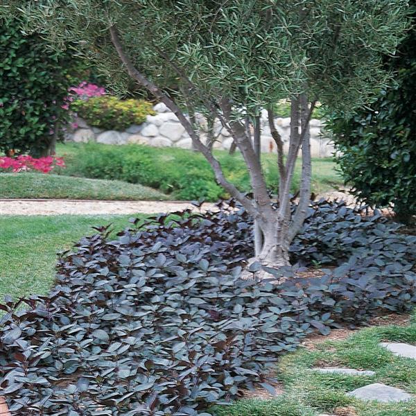 Alternanthera Other Purple Knight - Landscape