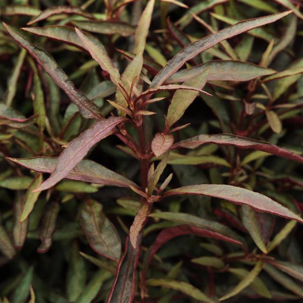 Alternanthera Other Red Threads - Bloom