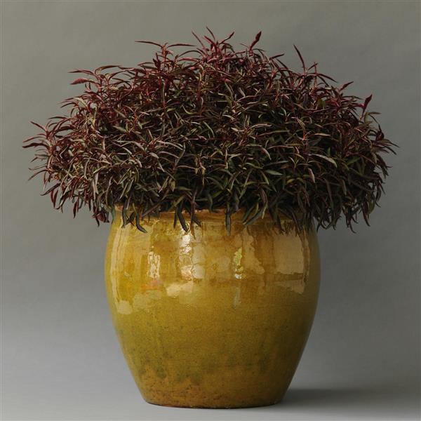 Alternanthera Other Red Threads - Container