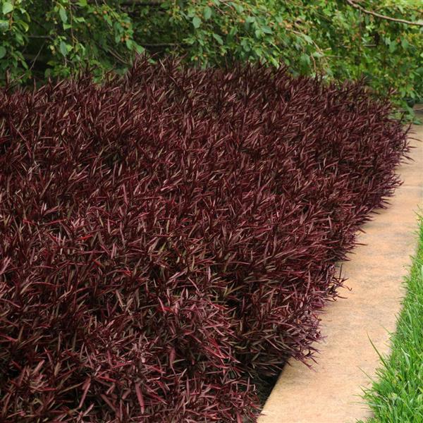 Alternanthera Other Red Threads - Landscape