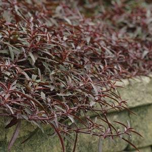 Alternanthera Royal Tapestry - Bloom