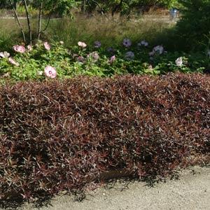 Alternanthera Other Royal Tapestry - Landscape