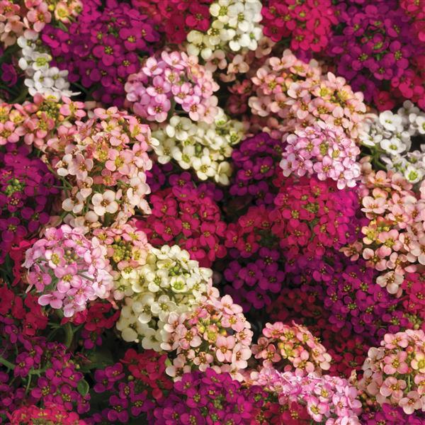 Alyssum Easter Bonnet Mixture - Bloom