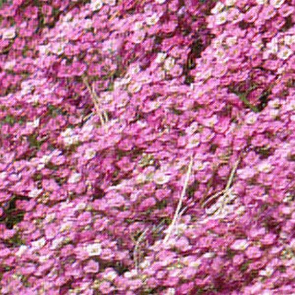 Alyssum Easter Bonnet Deep Pink - Bloom