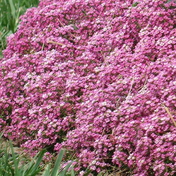 Alyssum Easter Bonnet Deep Pink - Garden