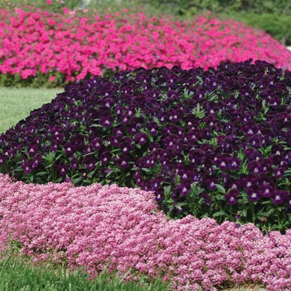 Alyssum Easter Bonnet Deep Pink - Landscape