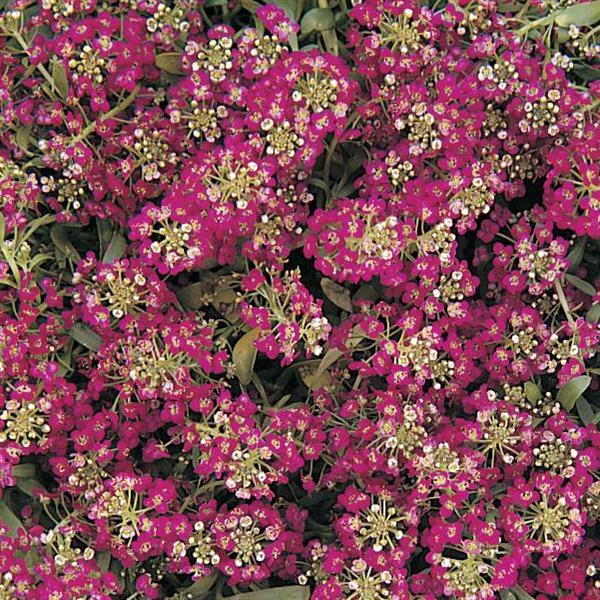 Alyssum Easter Bonnet Deep Rose - Bloom