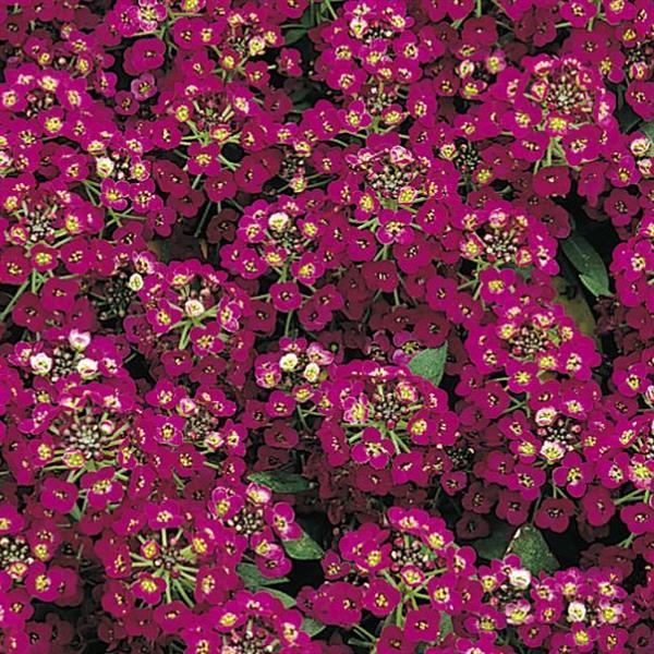 Alyssum Easter Bonnet Violet - Bloom