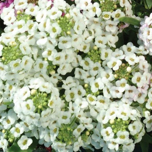 Alyssum Easter Bonnet White - Bloom