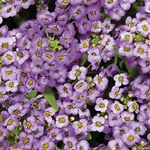 Alyssum Wonderland Blue - Bloom