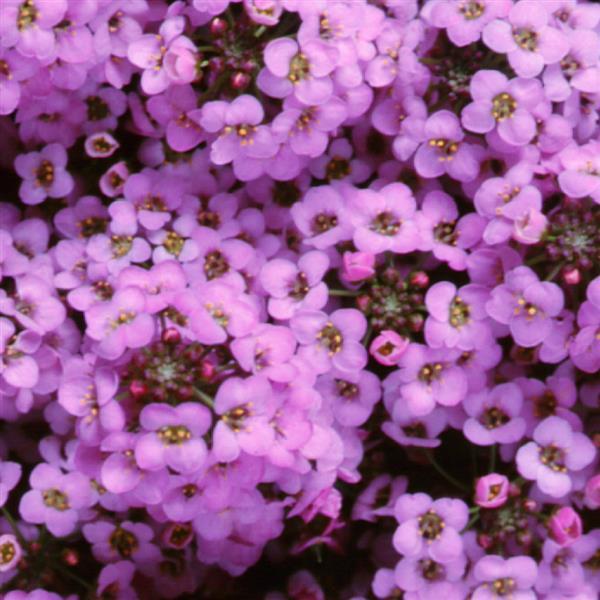 Alyssum Wonderland Lavender - Bloom