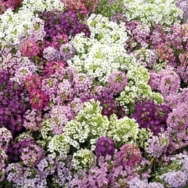 Alyssum Wonderland Mix - Bloom