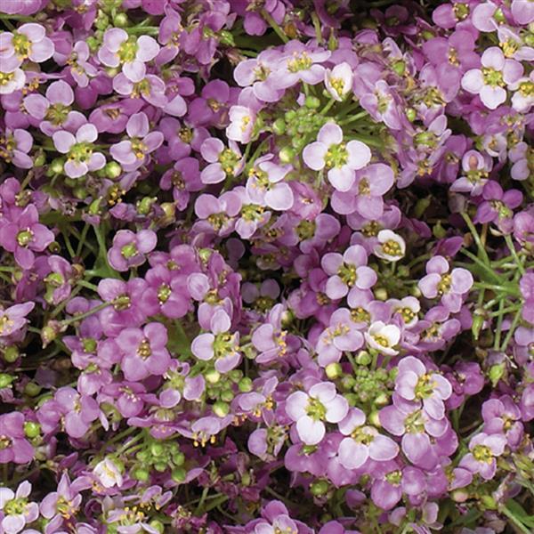 Alyssum Wonderland Pink - Bloom