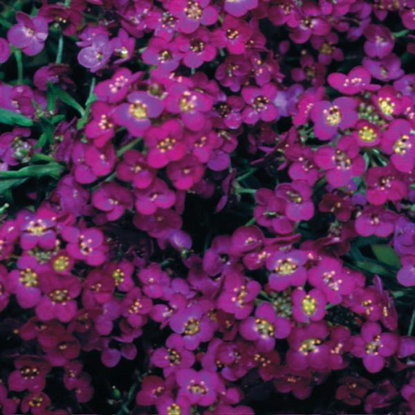 Alyssum Wonderland Deep Purple - Bloom