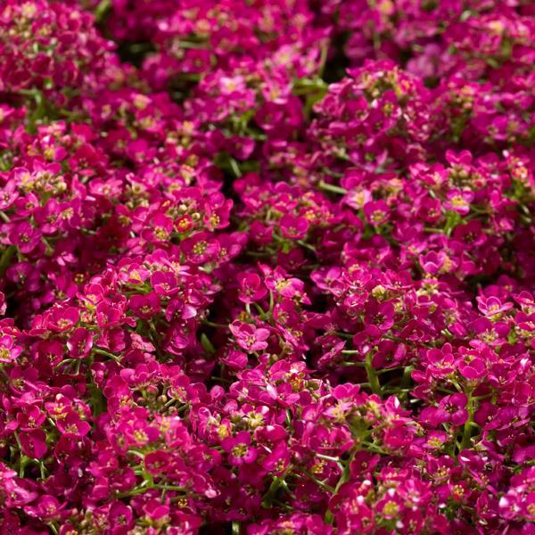 Alyssum Wonderland Deep Rose - Bloom