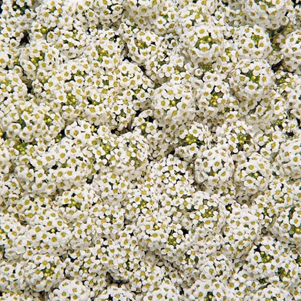 Alyssum Wonderland White - Bloom