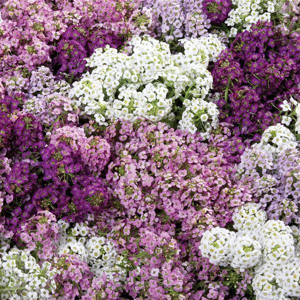 Alyssum Wonderland Mulberry Mix - Bloom