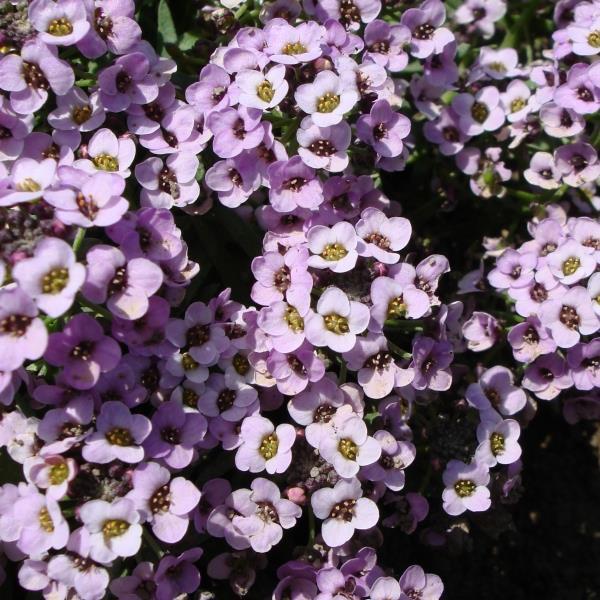 Alyssum Sweetie Lavender - Bloom