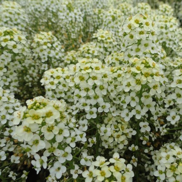 Alyssum Sweetie Lemon Yellow - Bloom
