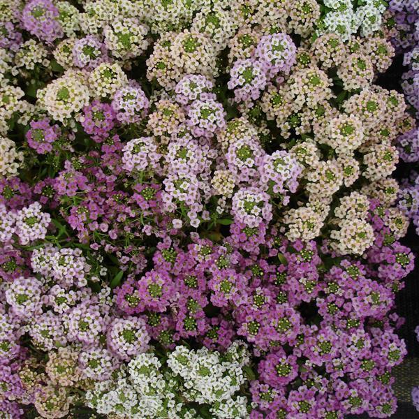 Alyssum Sweetie Mix - Bloom