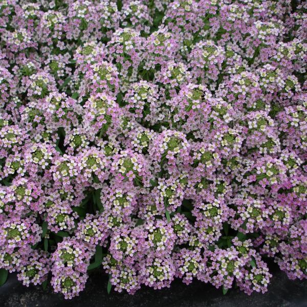 Alyssum Sweetie Pink - Bloom