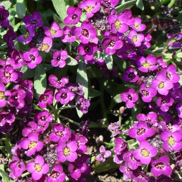 Alyssum Sweetie Deep Purple - Bloom