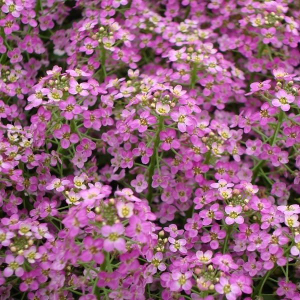 Alyssum Sweetie Rose - Bloom