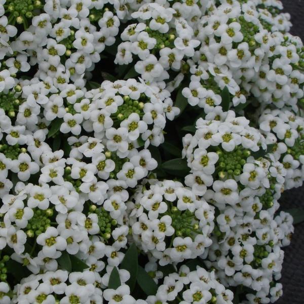 Alyssum Sweetie White - Bloom