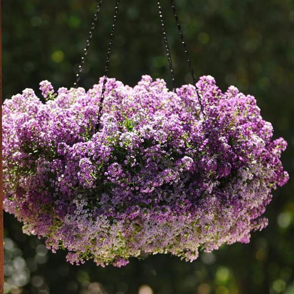 Alyssum Clear Crystal® Lavender Shades - Basket