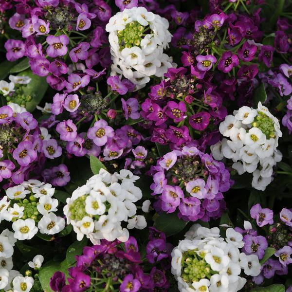 Alyssum Clear Crystal Mixture - Bloom