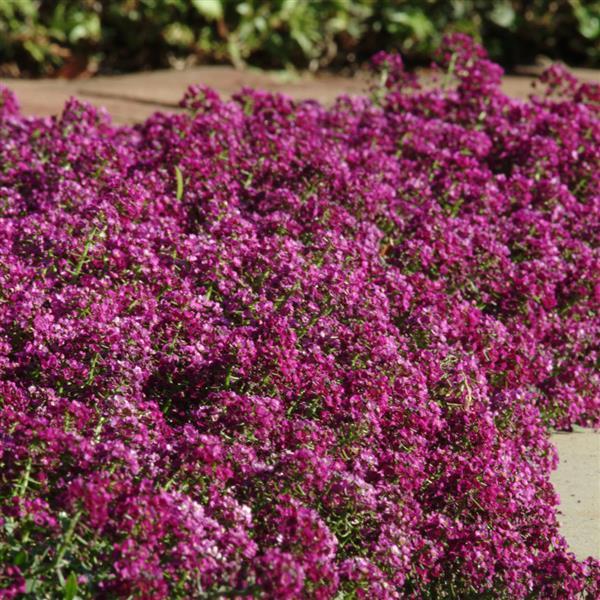 Alyssum Clear Crystal® Purple Shades - Landscape