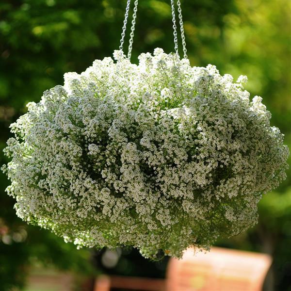 Alyssum Clear Crystal White - Basket