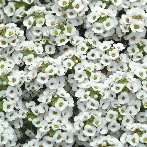 Alyssum Clear Crystal® White - Bloom