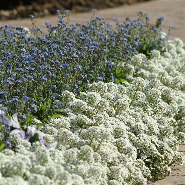 Alyssum Clear Crystal White - Commercial Landscape 1