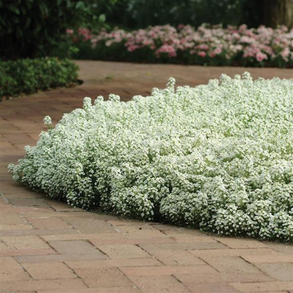 Alyssum Clear Crystal White - Commercial Landscape 2