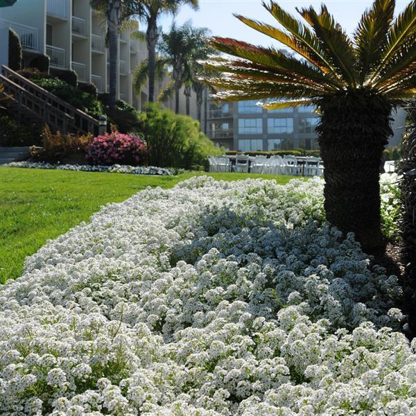 Alyssum Clear Crystal White