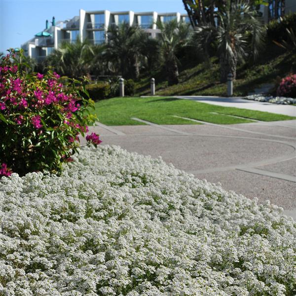 Alyssum Clear Crystal White - Commercial Landscape 4