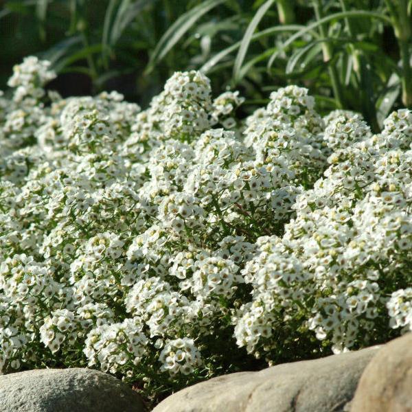 Alyssum Clear Crystal White - Garden