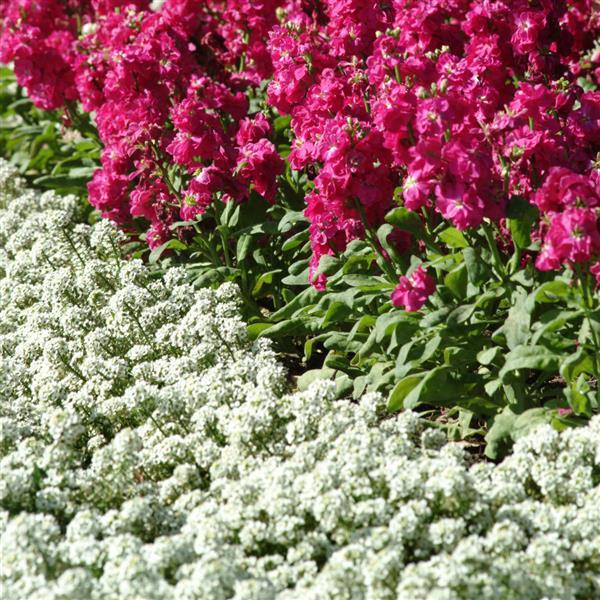 Alyssum Clear Crystal White - Landscape