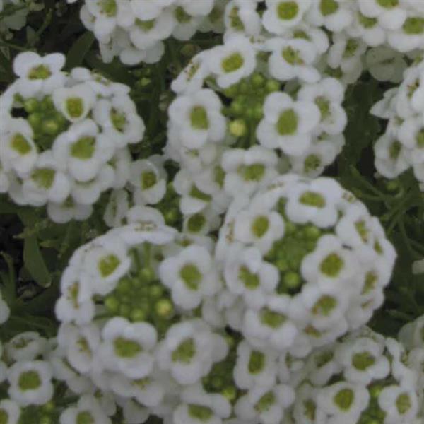Alyssum Giga White - Bloom