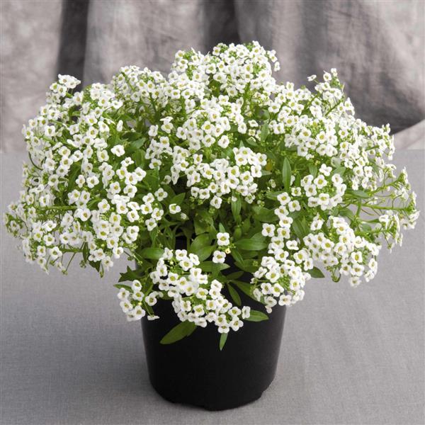 Alyssum Giga White - Container