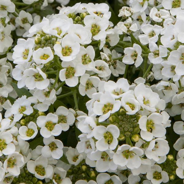 Alyssum North Face White - Bloom