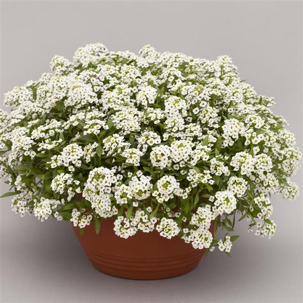 Alyssum North Face White - Container