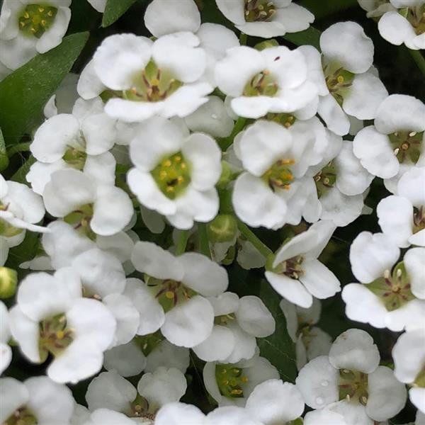 Alyssum Yeti Big White - Bloom
